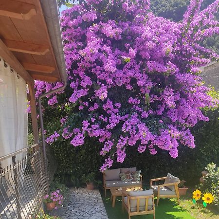 La Bouganville E Il Gelsomino Pietrasanta Dış mekan fotoğraf
