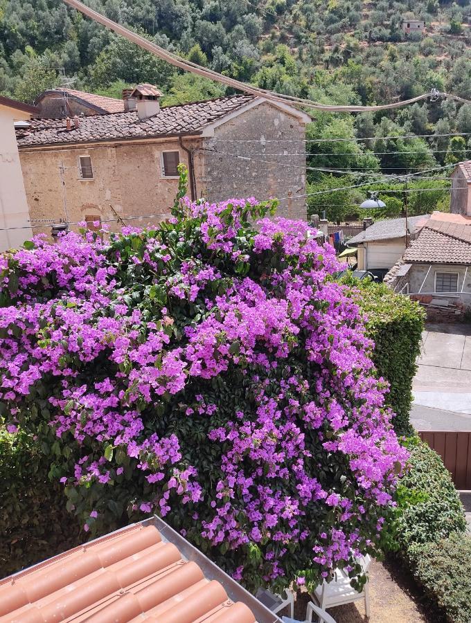 La Bouganville E Il Gelsomino Pietrasanta Dış mekan fotoğraf