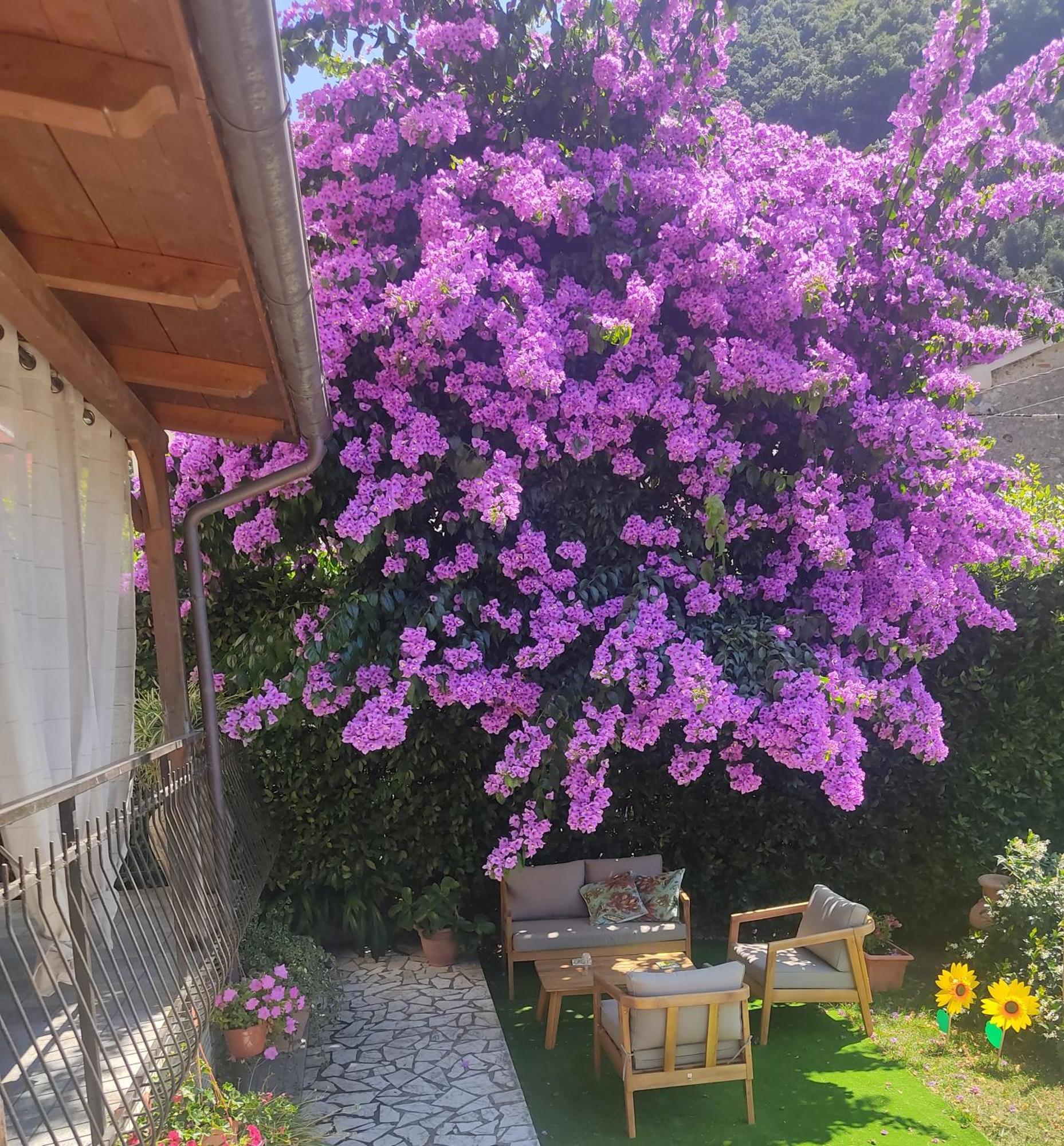 La Bouganville E Il Gelsomino Pietrasanta Dış mekan fotoğraf